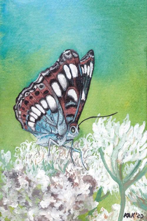 Butterfly VIII