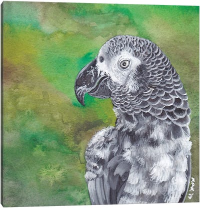 African Grey Parrot Canvas Art Print - Parrot Art