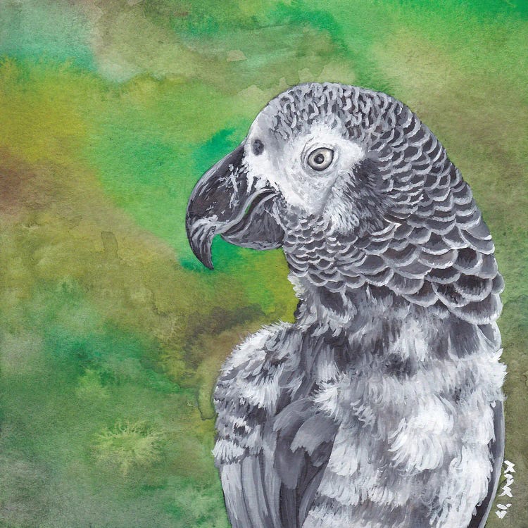 African Grey Parrot