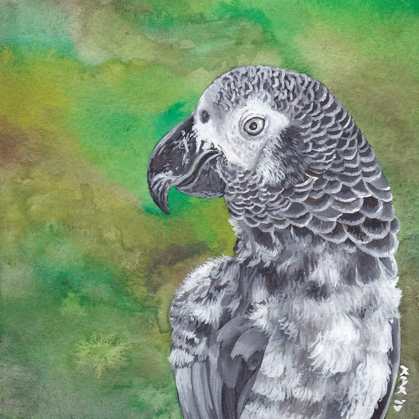KAK Art & Designs: African Grey Parrot by KAK Art & Designs