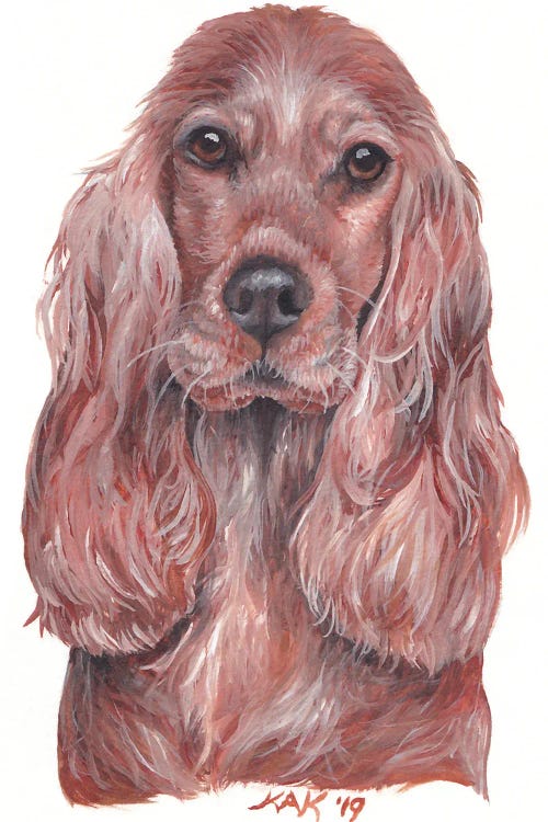 Cocker Spaniel