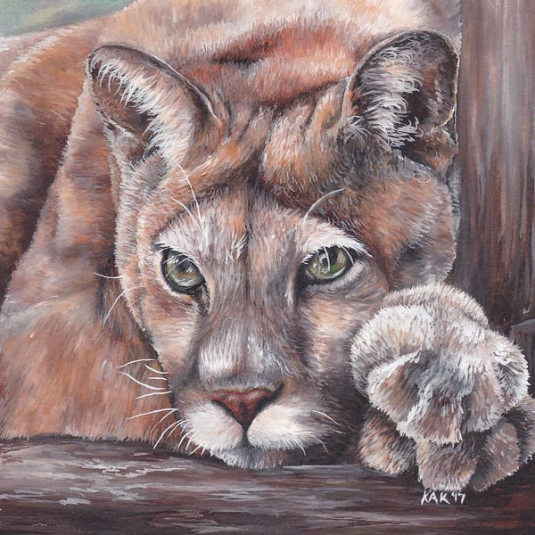 Cougars: Cougar by KAK Art & Designs