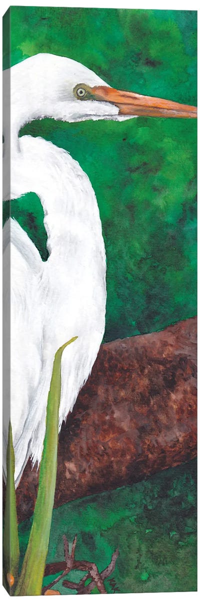 Egret Looking Canvas Art Print - Egret Art