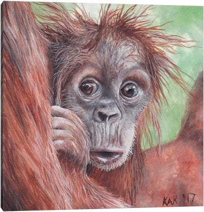 Baby Orangutan Canvas Art Print - Orangutan Art