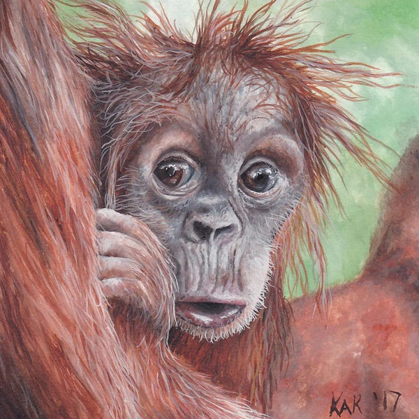 Emotive Animals: Baby Orangutan by KAK Art & Designs