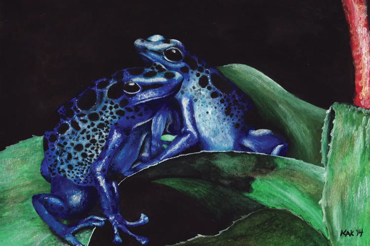 Dart Frogs