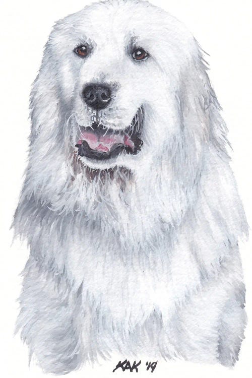 Great Pyrenees