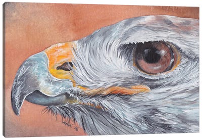 Hawk Eye Canvas Art Print - Buzzard & Hawk Art