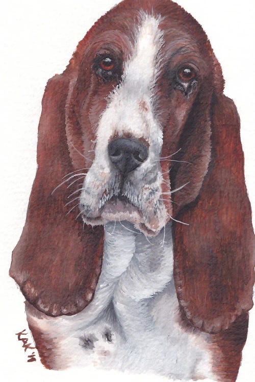 Basset Hound