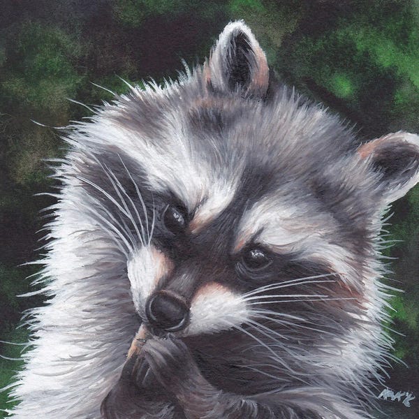Raccoons: Raccoon by KAK Art & Designs