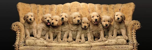 Golden Retrievers: Gang's All Here I by Keith Kimberlin