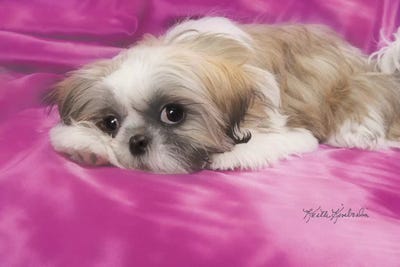 Gizmo by Keith Kimberlin canvas print