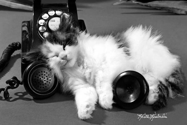 Kittens: Hello, Operator? by Keith Kimberlin