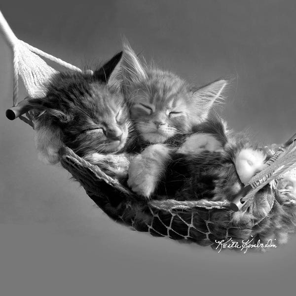 Kittens: Kits in Hammock by Keith Kimberlin