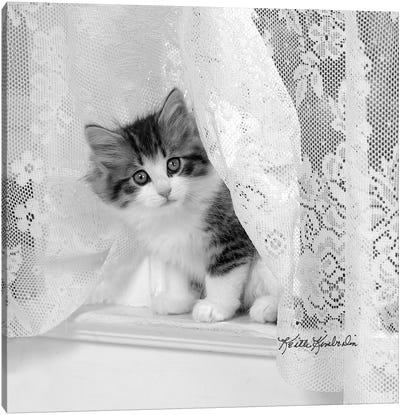 Lacie Canvas Art Print - Kitten Art