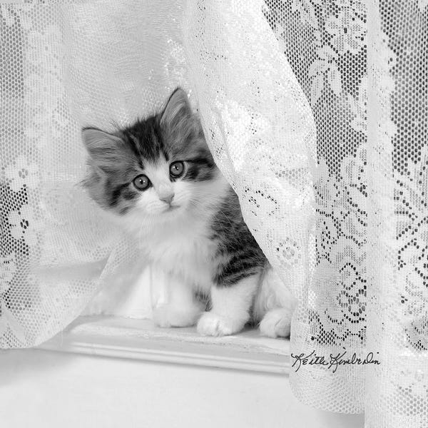 Kittens: Lacie by Keith Kimberlin