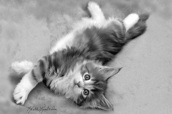 Kittens: Lazy Day by Keith Kimberlin