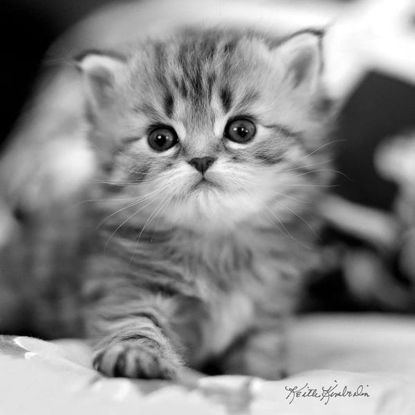 Kittens: Mine by Keith Kimberlin