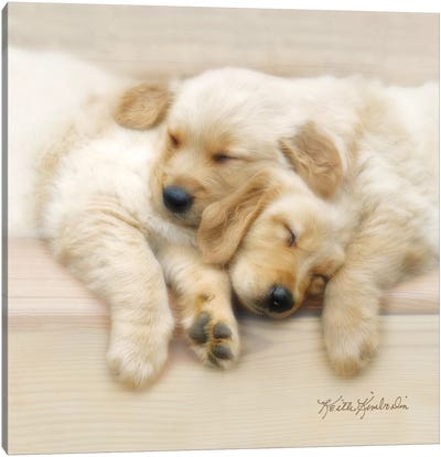 Nap Friends Canvas Art Print - Dog Photography