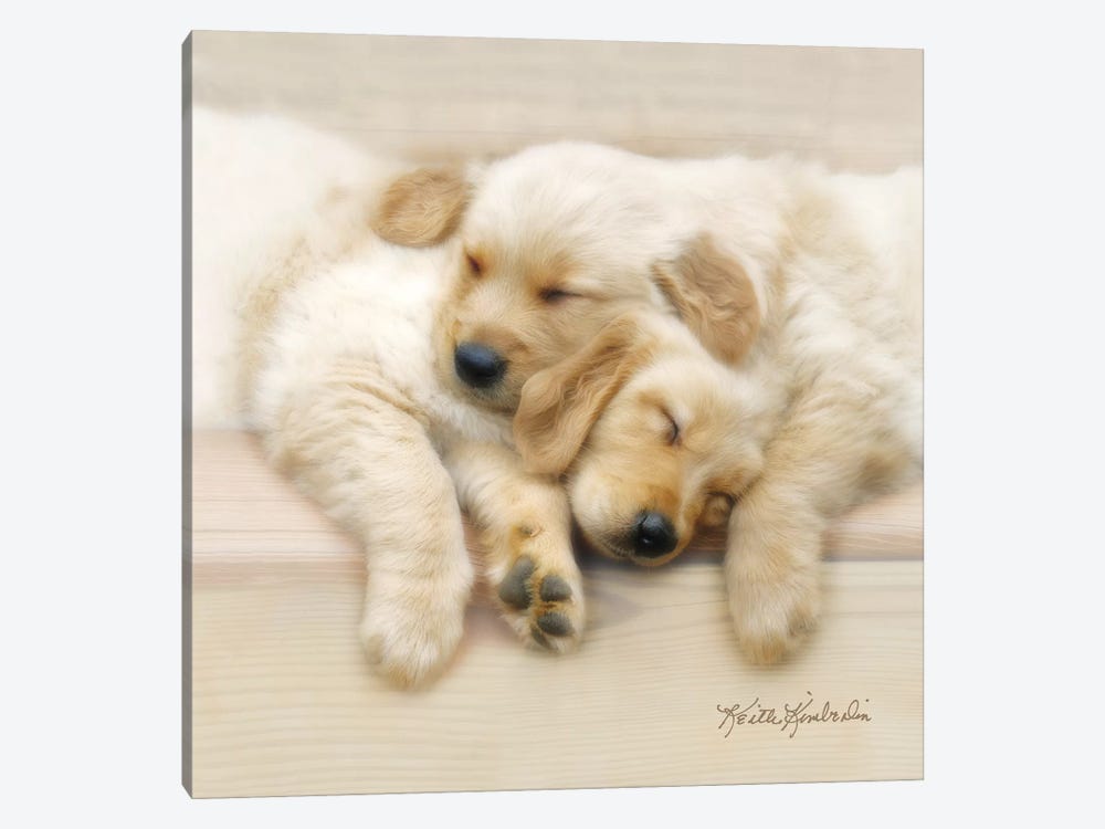 Nap Friends by Keith Kimberlin 1-piece Canvas Print