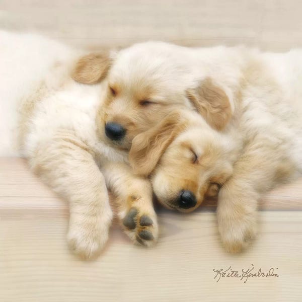 Puppies: Nap Friends by Keith Kimberlin