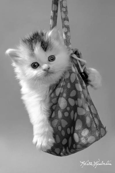 Kittens: On The Go by Keith Kimberlin