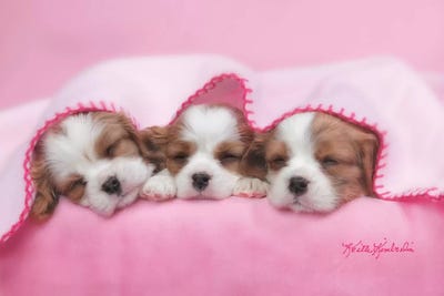 Cavalier King Charles Spaniels