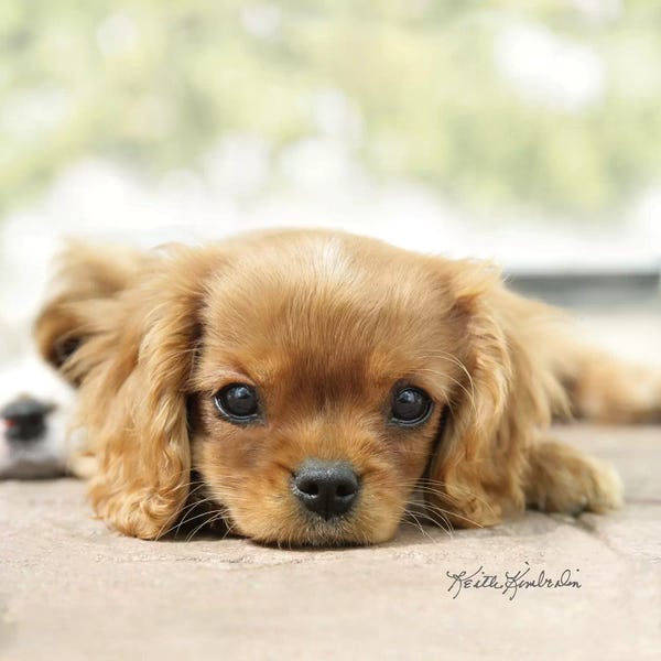 Spaniels: Pebbles by Keith Kimberlin