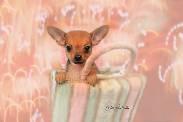 Chihuahuas: Peek-A-Boo by Keith Kimberlin