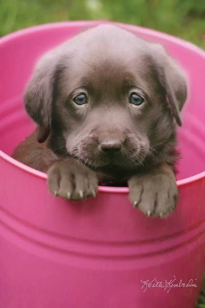 Puppies: Puddin' Cup by Keith Kimberlin