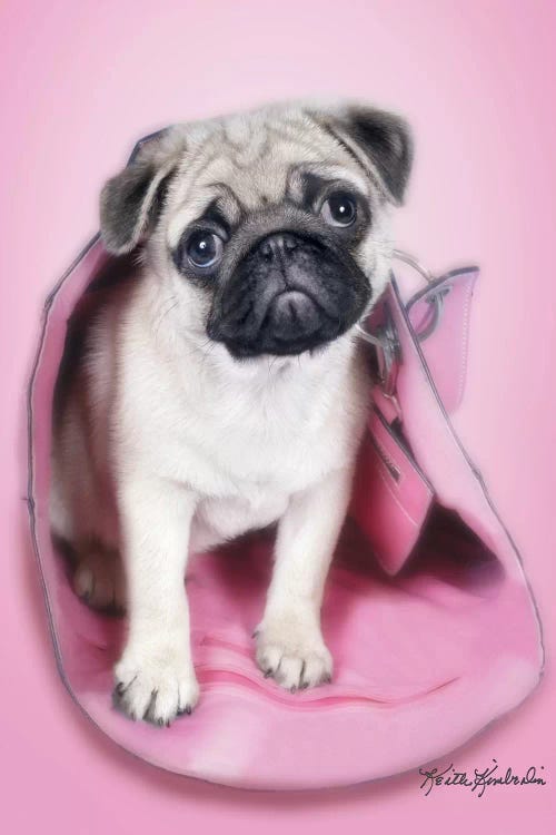 Pug In A Purse