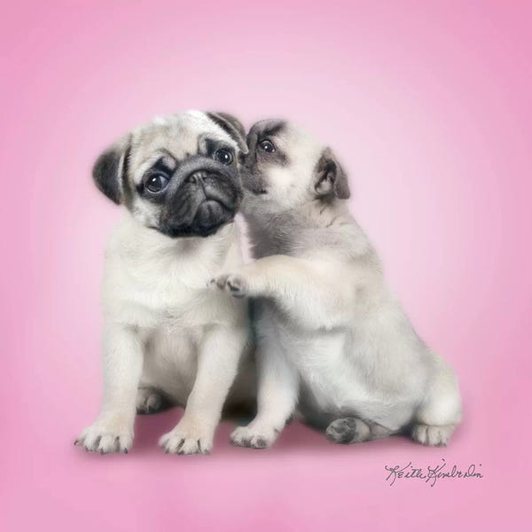 Puppies: Secret by Keith Kimberlin