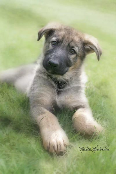 German Shepherds: Shep by Keith Kimberlin