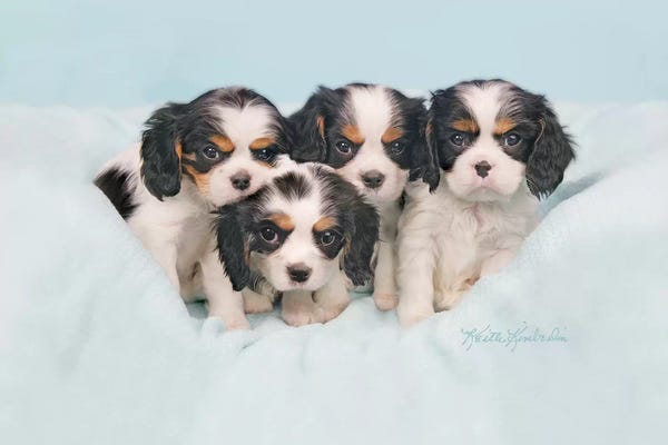 Spaniels: Smoosh by Keith Kimberlin