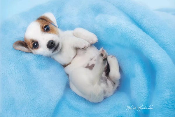 Holiday Décor: Snuggles by Keith Kimberlin