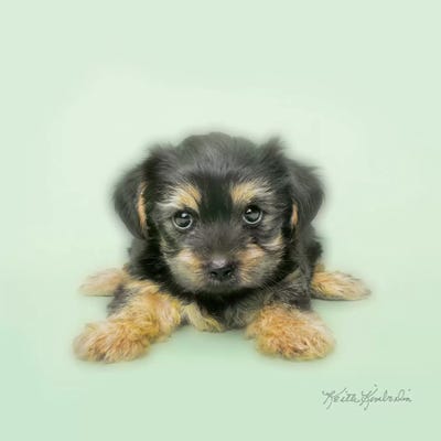 Spread 'Em by Keith Kimberlin canvas print