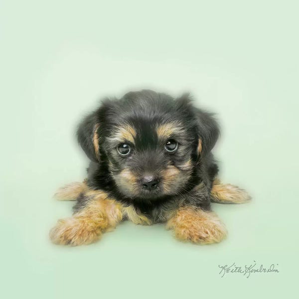 Keith Kimberlin: Spread 'Em by Keith Kimberlin