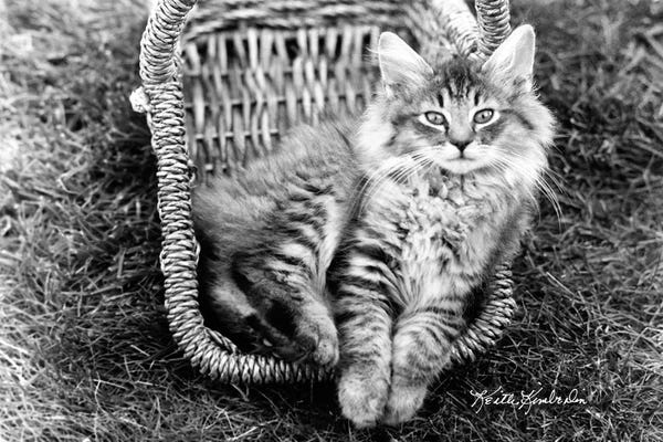 Keith Kimberlin: Taryn by Keith Kimberlin