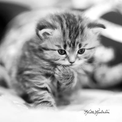 The Thinker by Keith Kimberlin art print