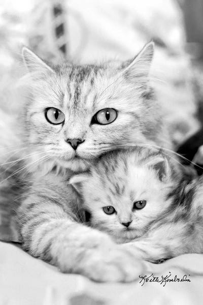 Kittens: Twinkie & Kit  by Keith Kimberlin