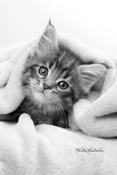 Kittens: Bug In A Rug by Keith Kimberlin