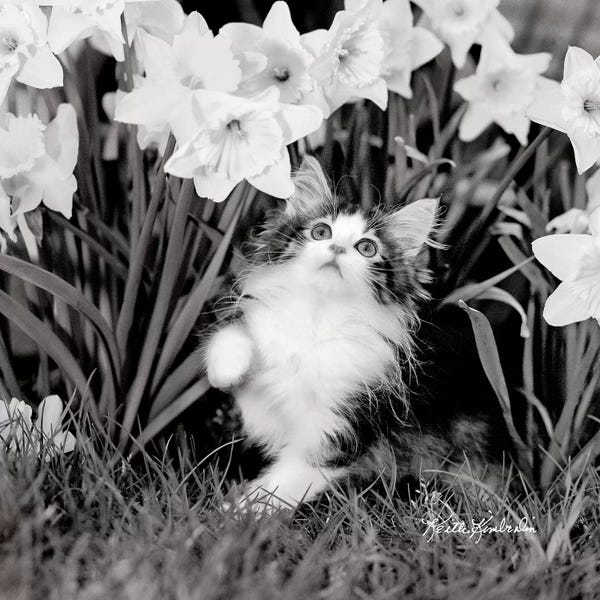 Keith Kimberlin: Wanderlust by Keith Kimberlin