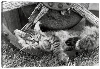 Cat Nap Canvas Art Print - Animal & Pet Photography