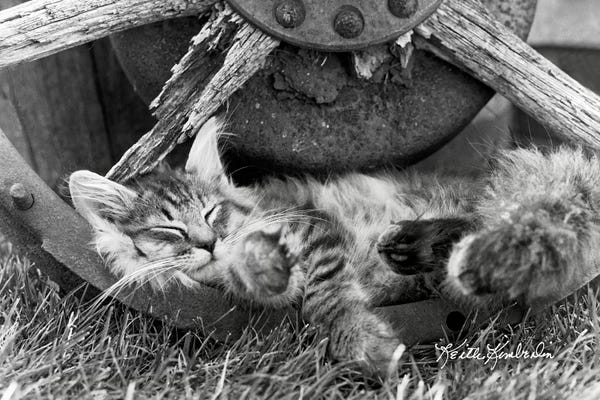 Kittens: Cat Nap by Keith Kimberlin