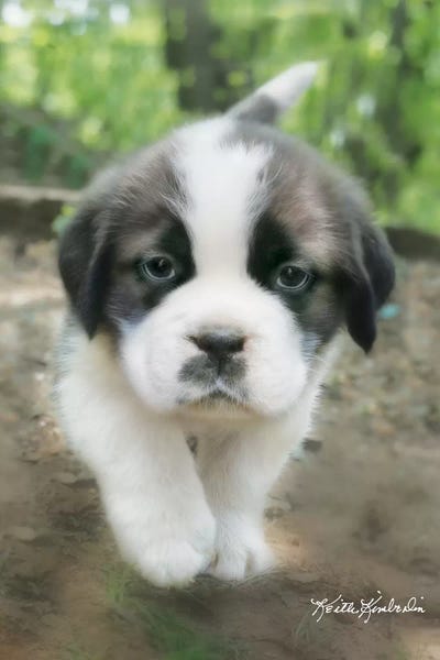 Puppies: Charlie by Keith Kimberlin