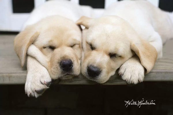 Puppies: Cheek To Cheek by Keith Kimberlin
