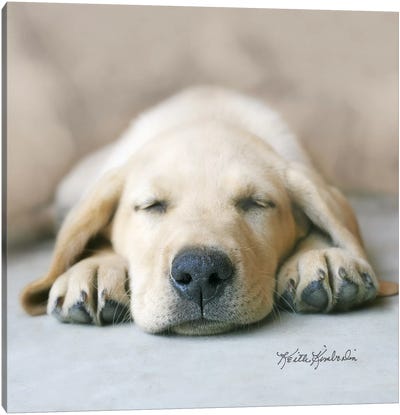 Dreaming of Kibble Canvas Art Print - Labrador Retriever Art