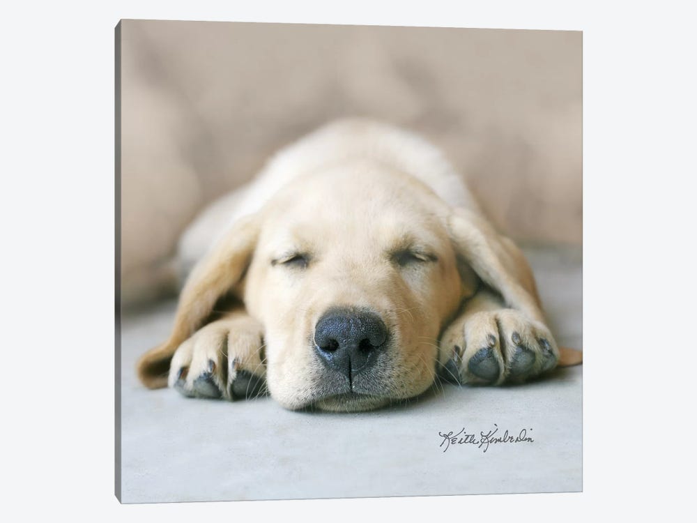 Dreaming of Kibble by Keith Kimberlin 1-piece Art Print