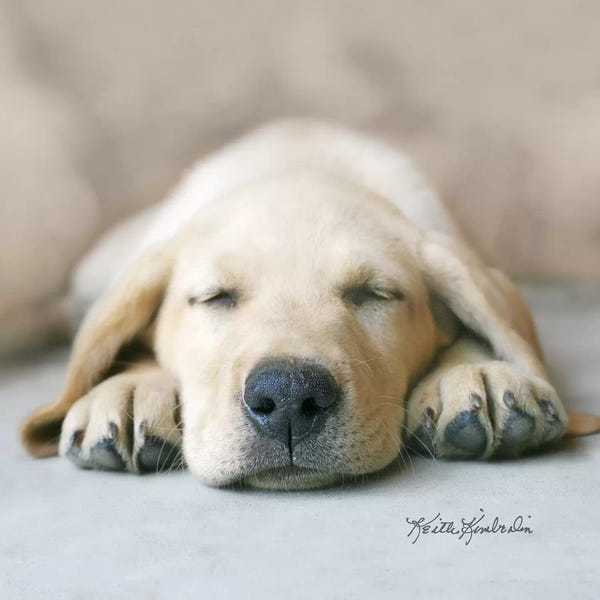 Keith Kimberlin: Dreaming of Kibble by Keith Kimberlin