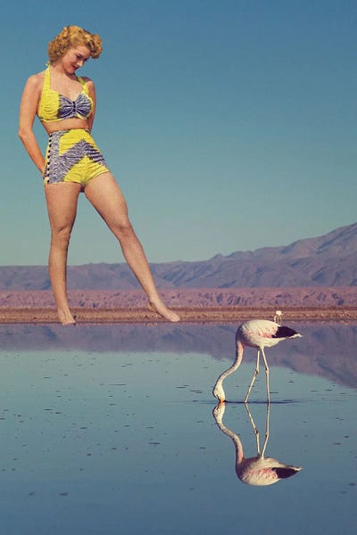 Flamingos: Getting Close by Kiki C Landon